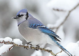 Abbildung Vogel 2