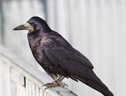 Abbildung Vogel 3