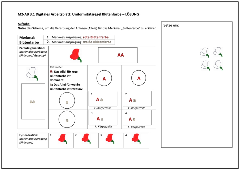 AB3.1 Blütenfarbe Lösung