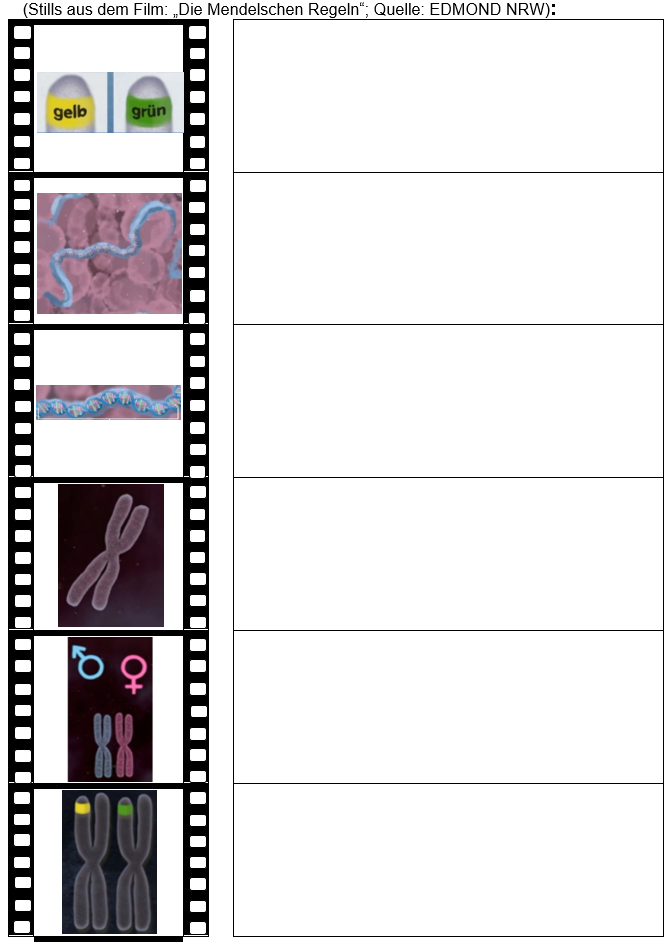 Filmleiste
