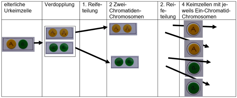 Meiose Modell