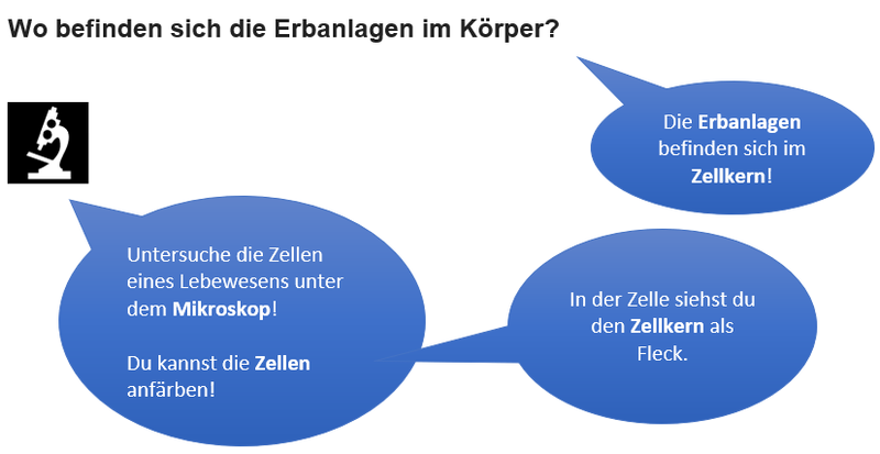 Wo befinden sich Erbanlagen im Körper?