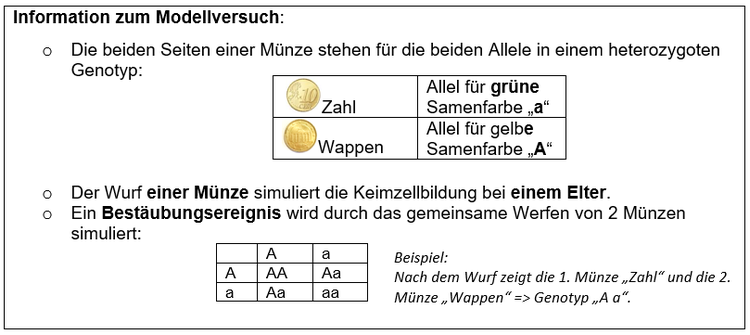 AB Schulgarten-AG