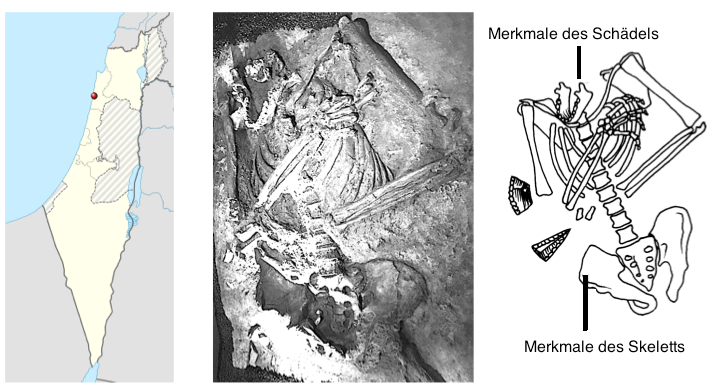 Die Abbildung besteht aus drei Elementen, die nebeneinander angeordnet sind. Ganz links ist eine Karte von Israel abgebildet. In der Mitte ist ein Foto von einem versteinerten Skelett und ganz rechts befindet sich eine Grafik, die sich auf das Foto bezieht. Abgebildet ist die Lage der Knochen des Skeletts, oberhalb steht der Text &bdquo;Merkmales des Sch&auml;dels&ldquo;, unterhalb steht &bdquo;Merkmale des Skeletts&ldquo;.